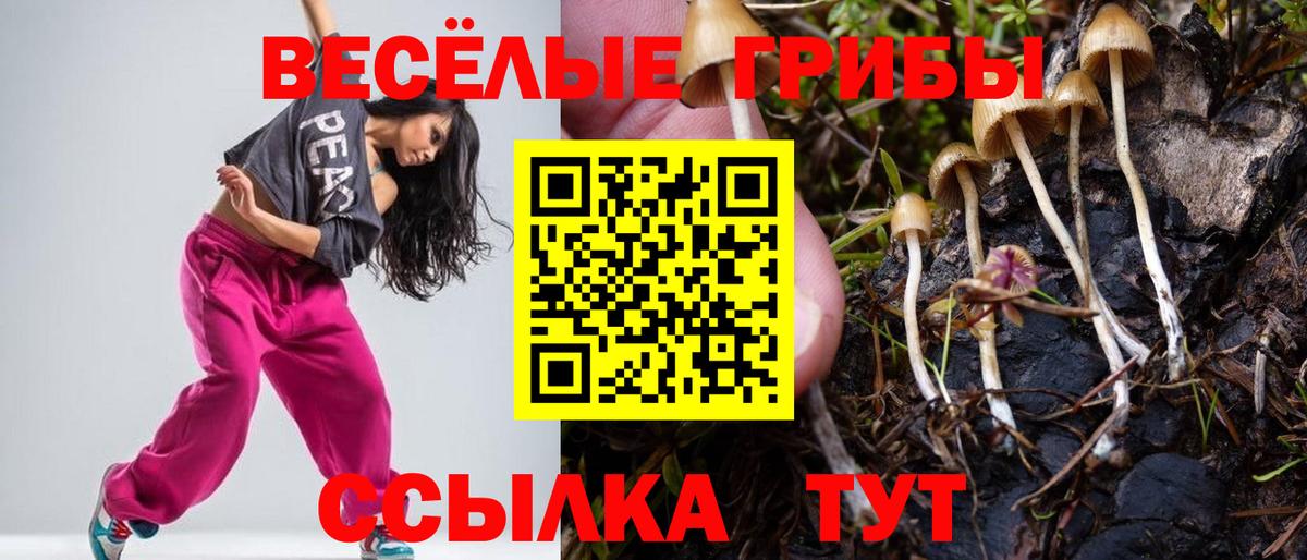 Кимры  Псилоцибиновые грибы мицелий  Вход с VPN  купить наркотик  Псилоцибиновые грибы Psilocybine cubensis 